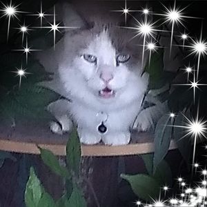 Meet your Posher, Kellie